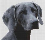 (image for) Weimaraner 2